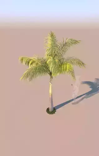 queen palm young A 3D model