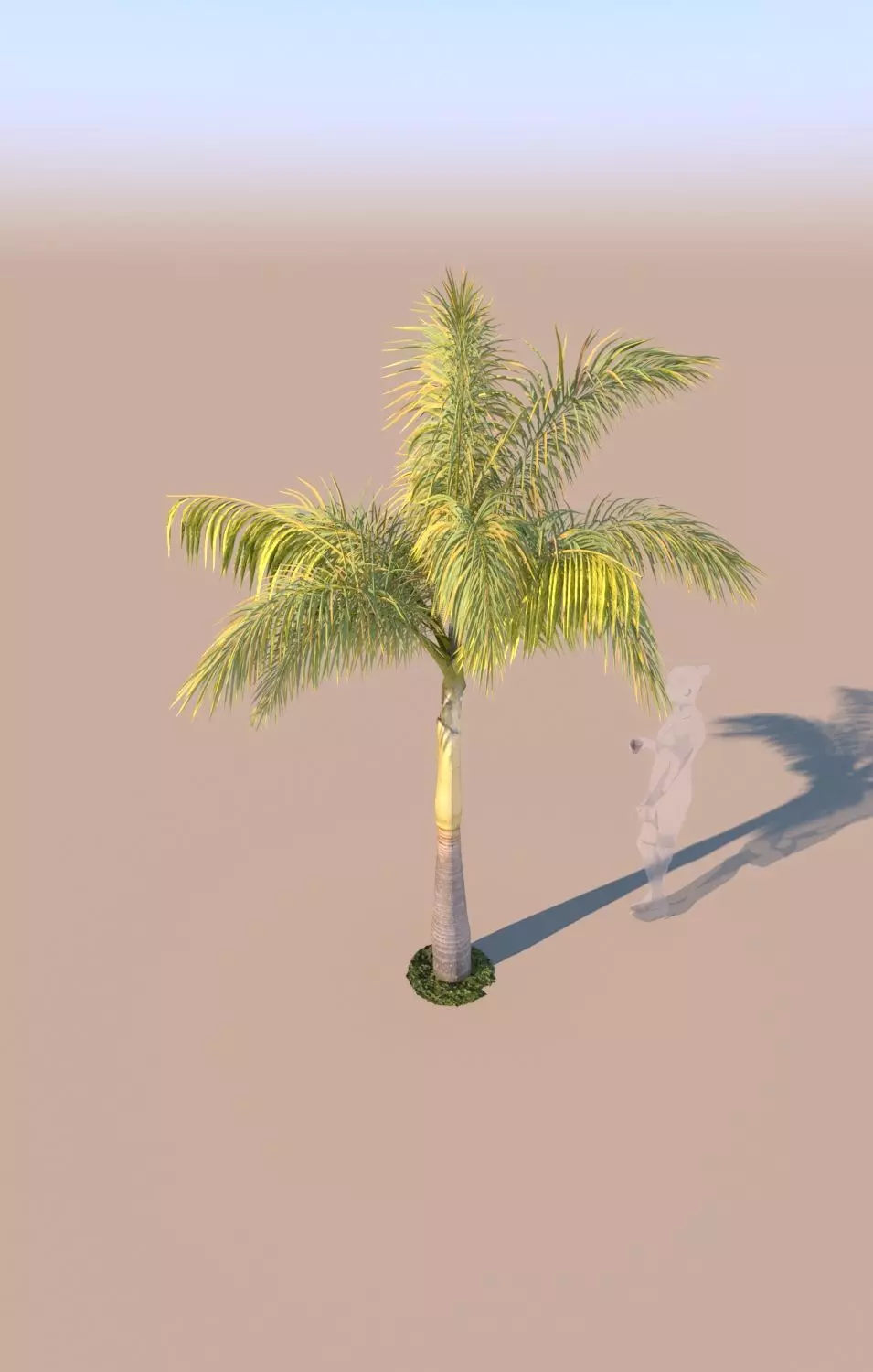 queen palm young A 3D model