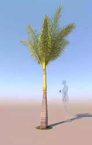queen palm young C 3D model