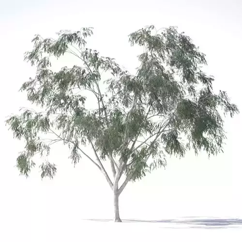 Eucalyptus Pauciflora tree 3