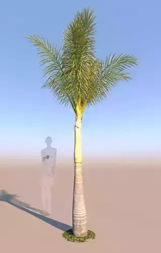 queen palm young B 3D model
