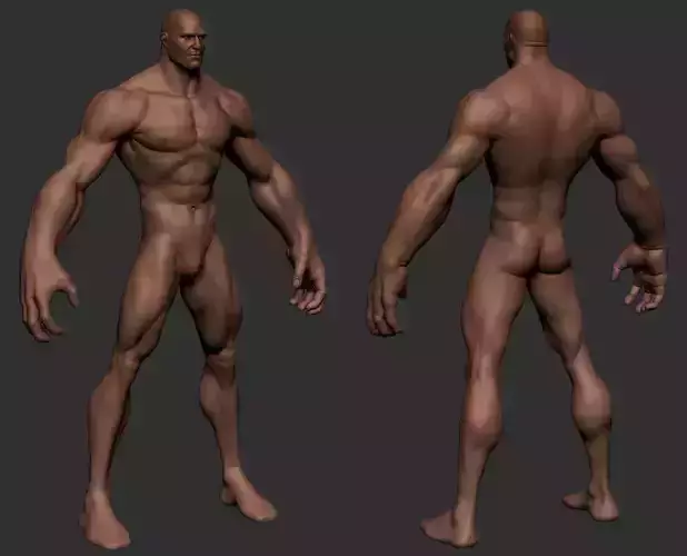 Stylize Male Anatomy  3D model