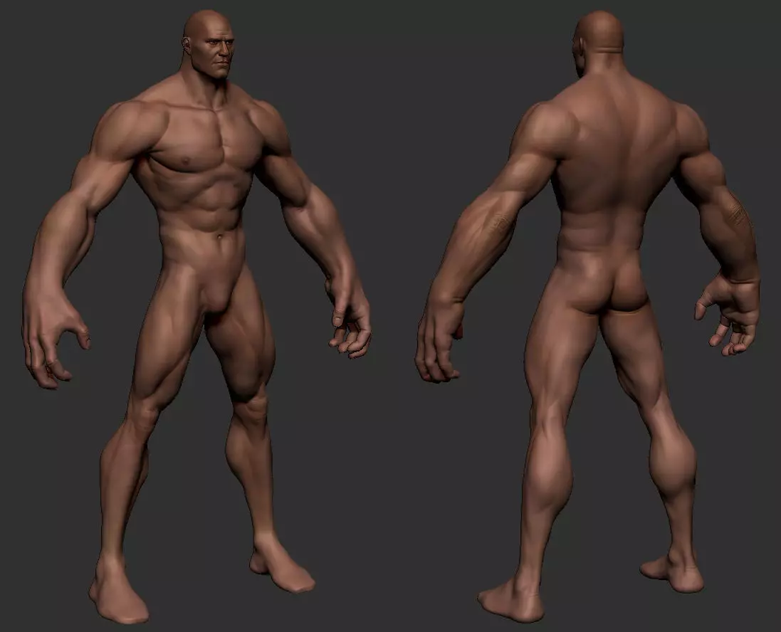 Stylize Male Anatomy 3D model
