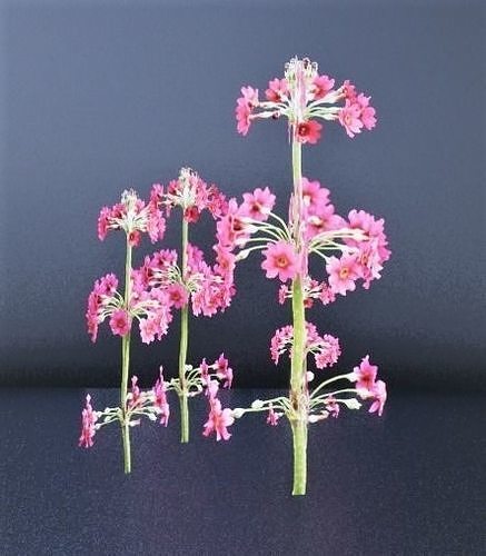 Daphne Flowers Free 3D model