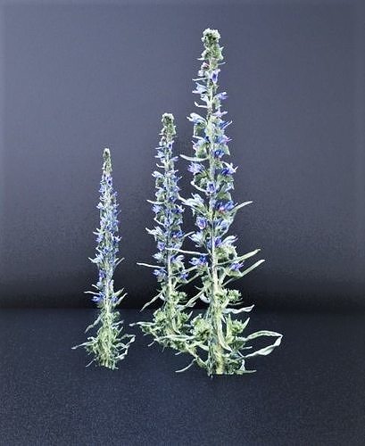 Skullcap Flowers Free 3D model