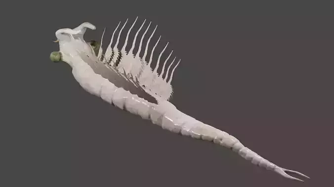 Artemia sea creature