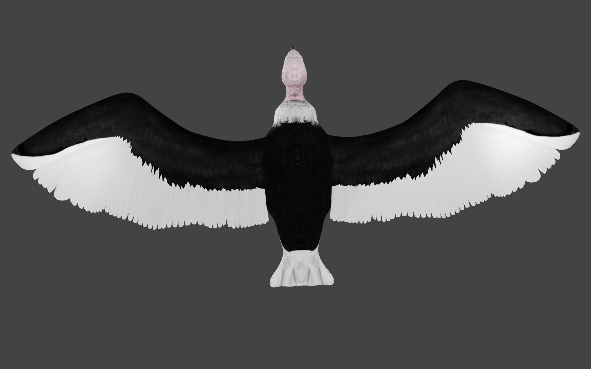 Vulture low poly fully rigged 1 Low-poly 3D model_3