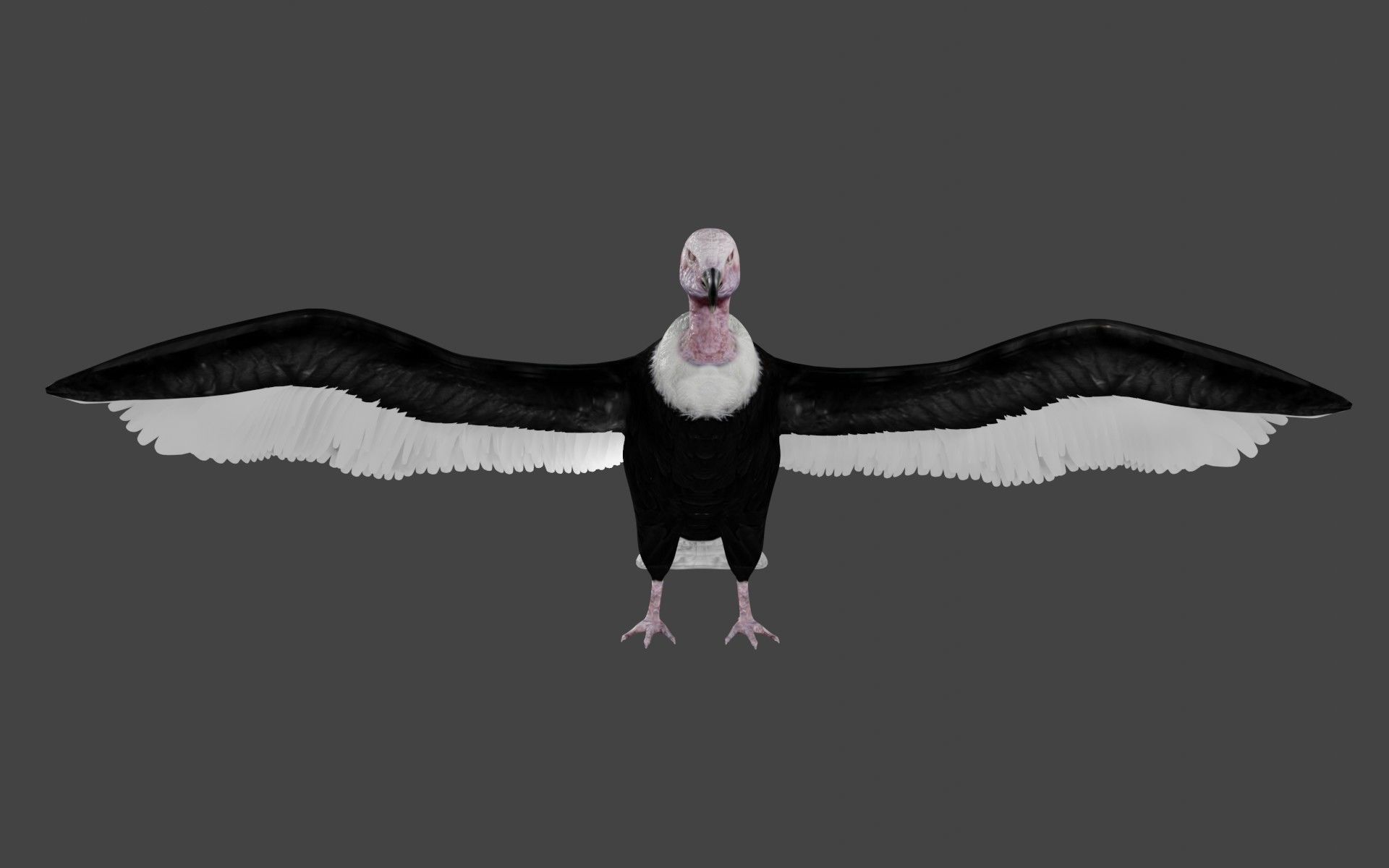 Vulture low poly fully rigged 1 Low-poly 3D model_4