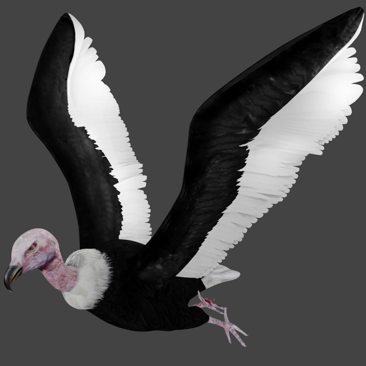 Vulture low poly fully rigged 1 Low-poly 3D model_5