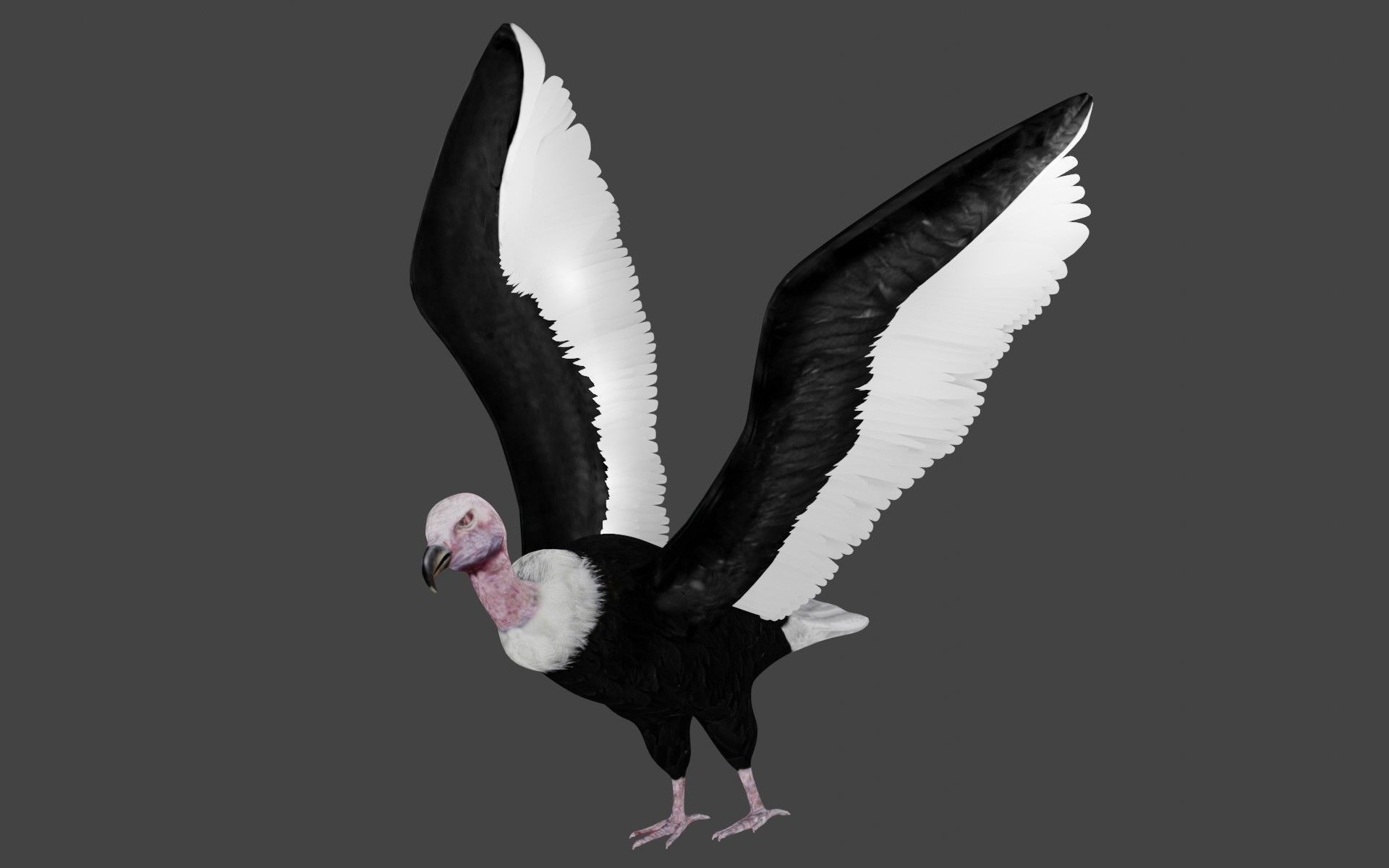 Vulture low poly fully rigged 1 Low-poly 3D model_1