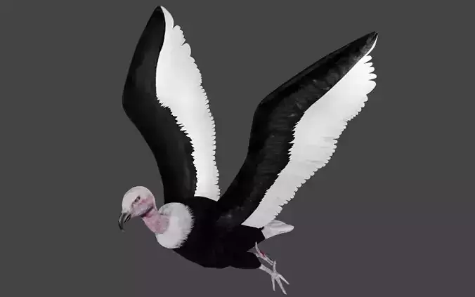 Vulture low poly fully rigged 1