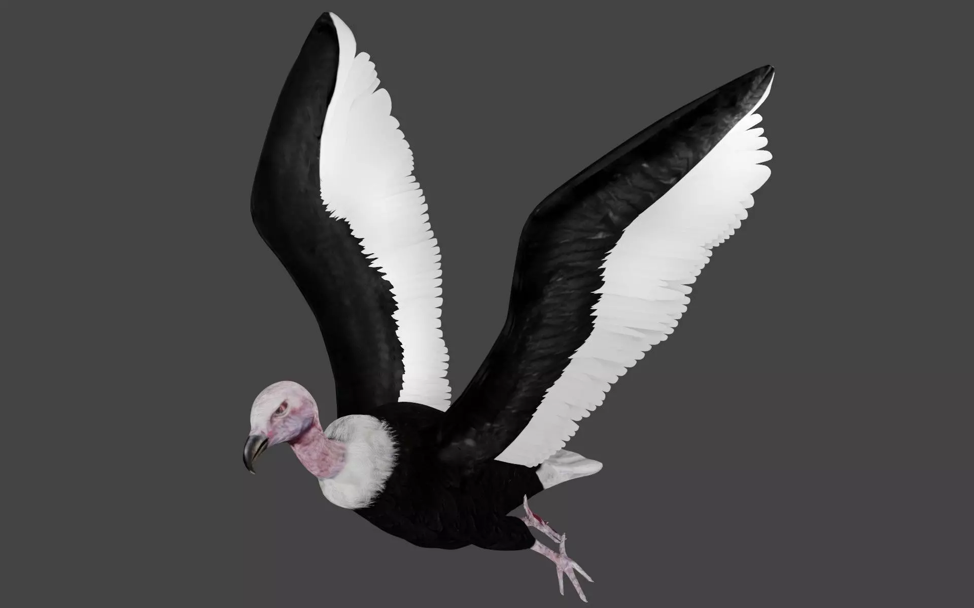 Vulture low poly fully rigged 1 Low-poly 3D model_0
