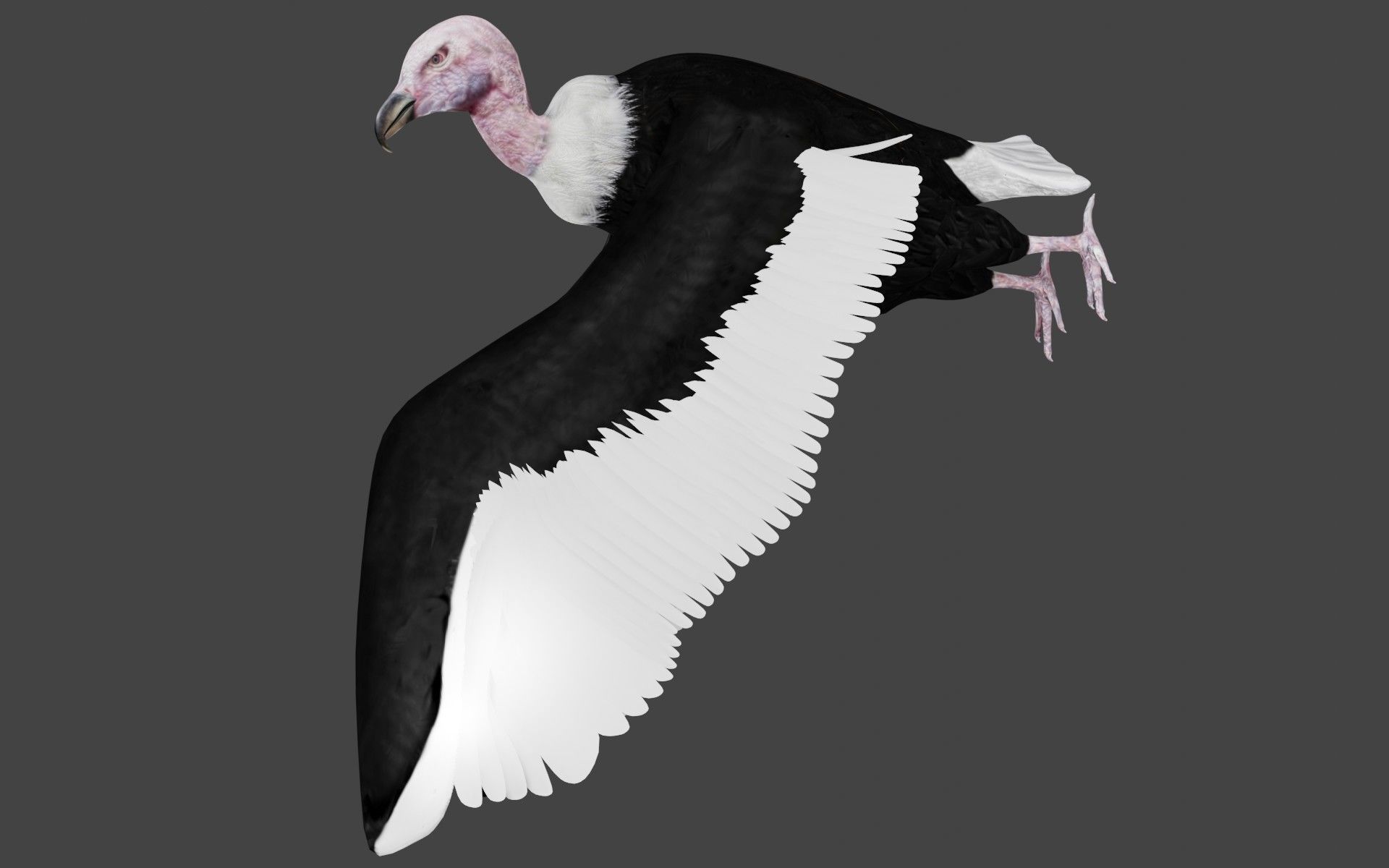 Vulture low poly fully rigged 1 Low-poly 3D model_2