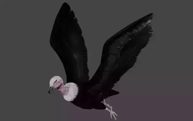Vulture low poly fully rigged 2