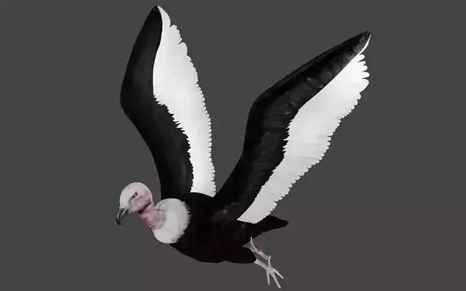 Vulture low poly fully rigged 3