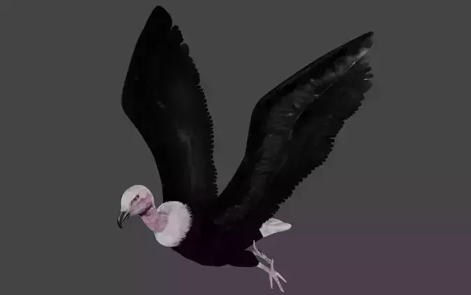 Vulture low poly fully rigged 4