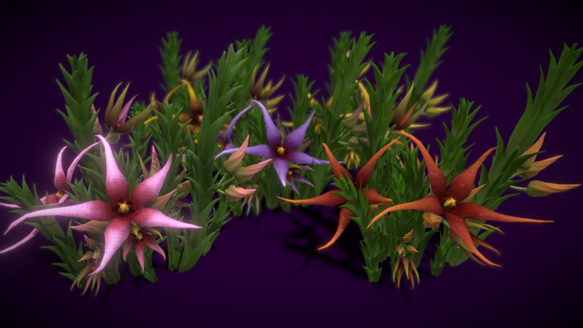 Flower Orbea caudata Low-poly 3D model_2