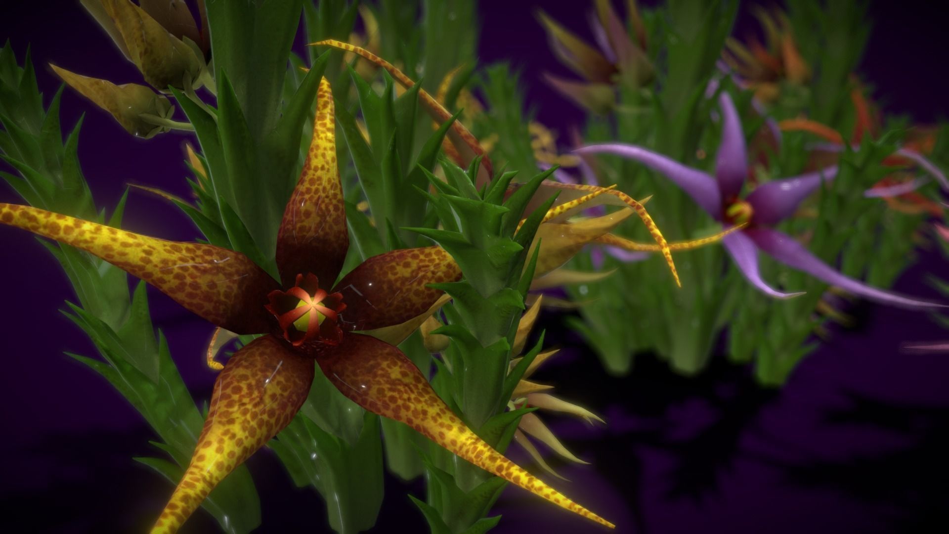 Flower Orbea caudata Low-poly 3D model_1