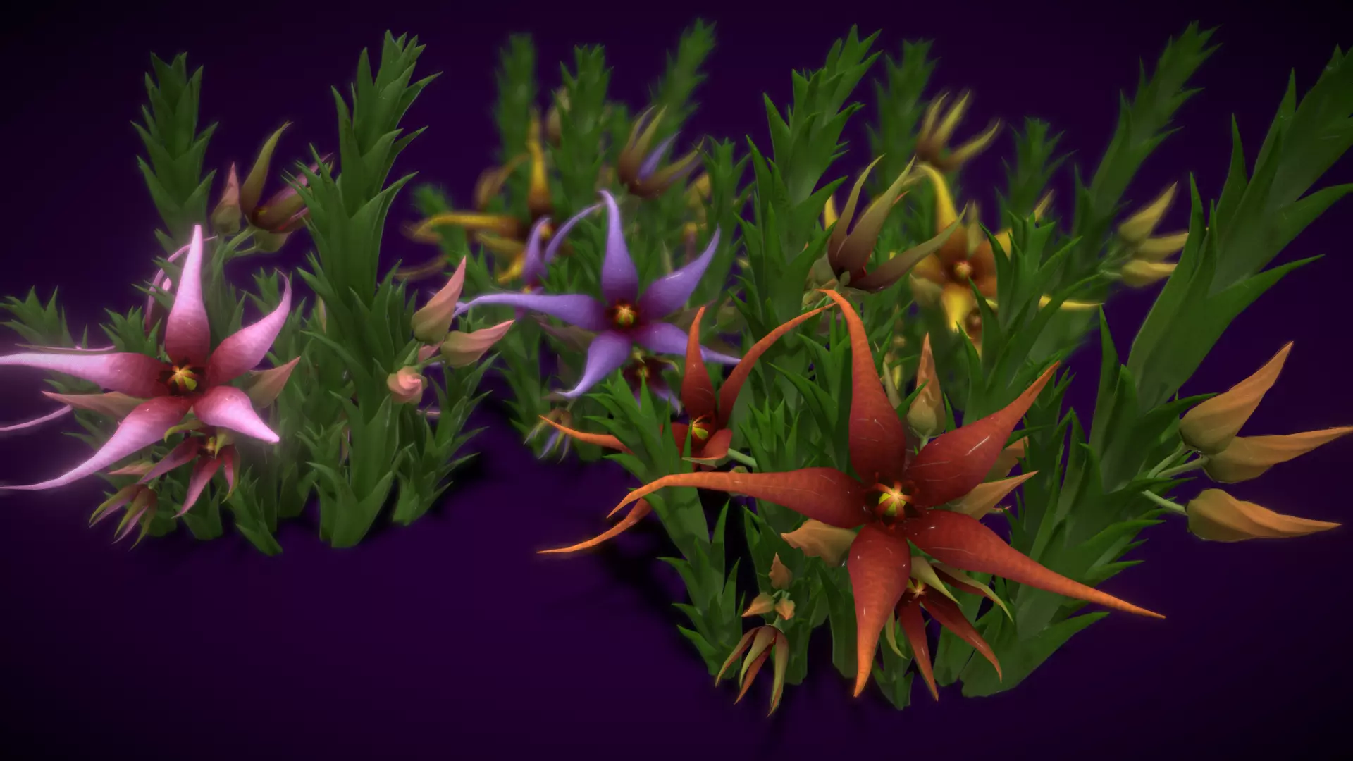 Flower Orbea caudata Low-poly 3D model_0