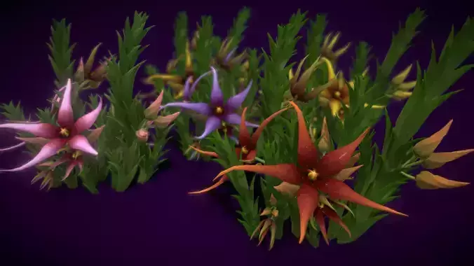 Flower Orbea caudata