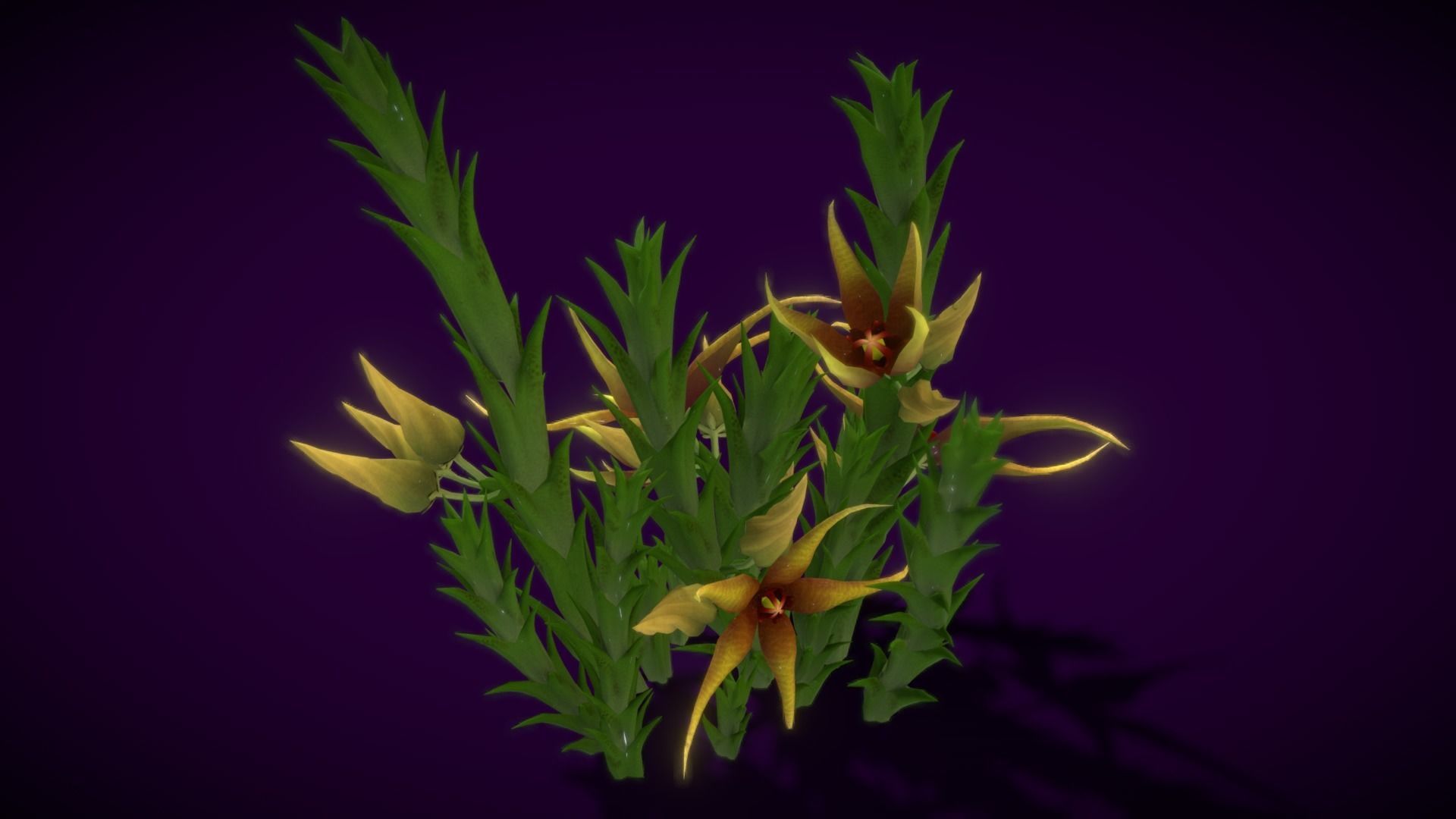 Flower Orbea caudata Low-poly 3D model_11