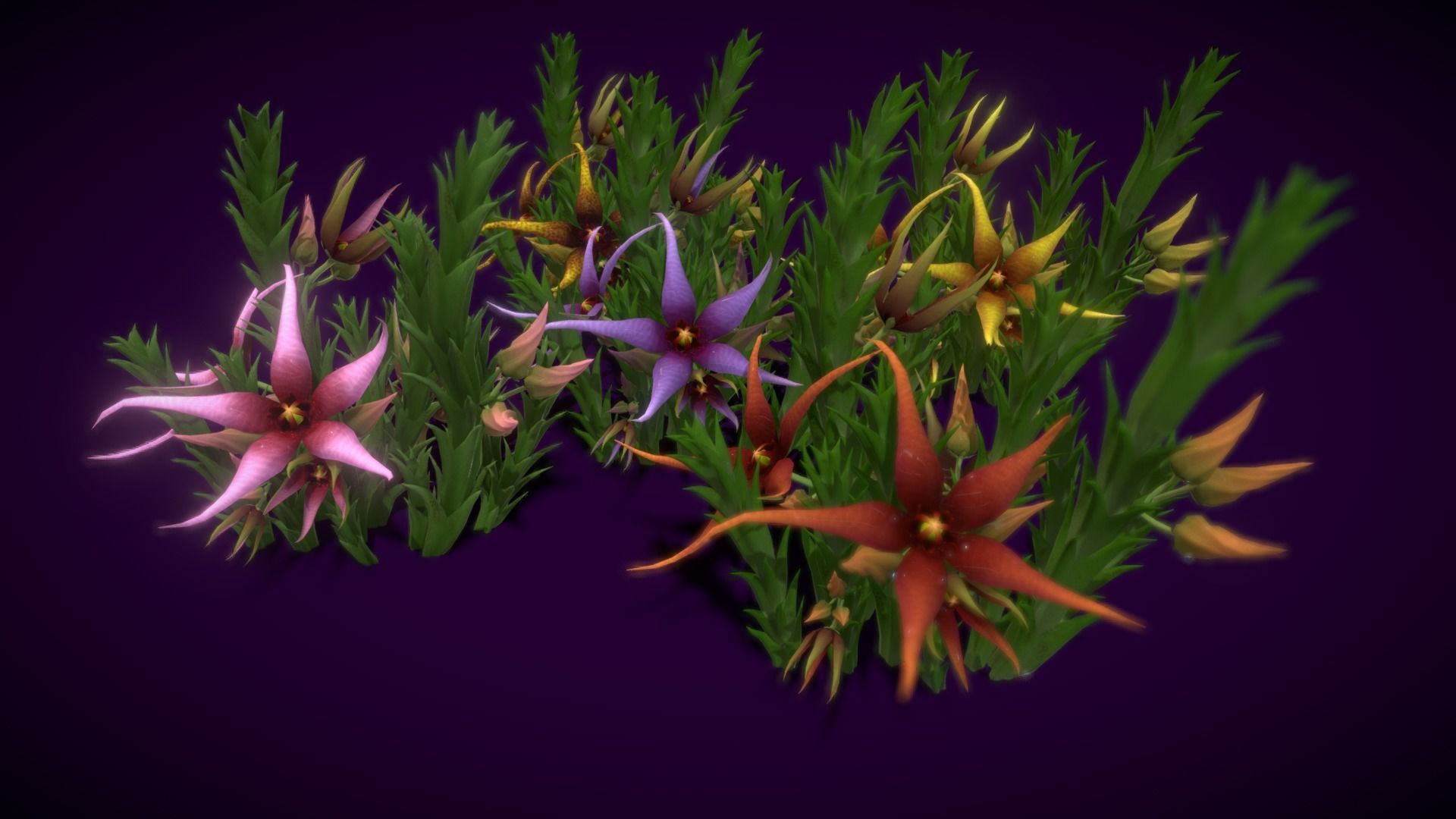 Flower Orbea caudata Low-poly 3D model_4