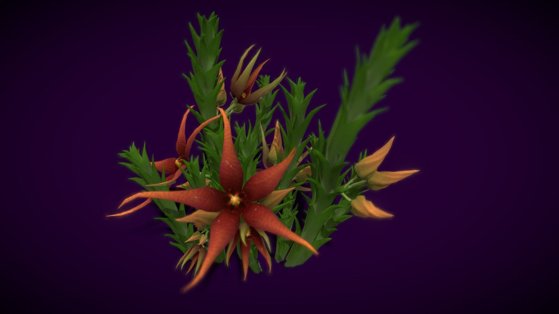 Flower Orbea caudata Low-poly 3D model_10
