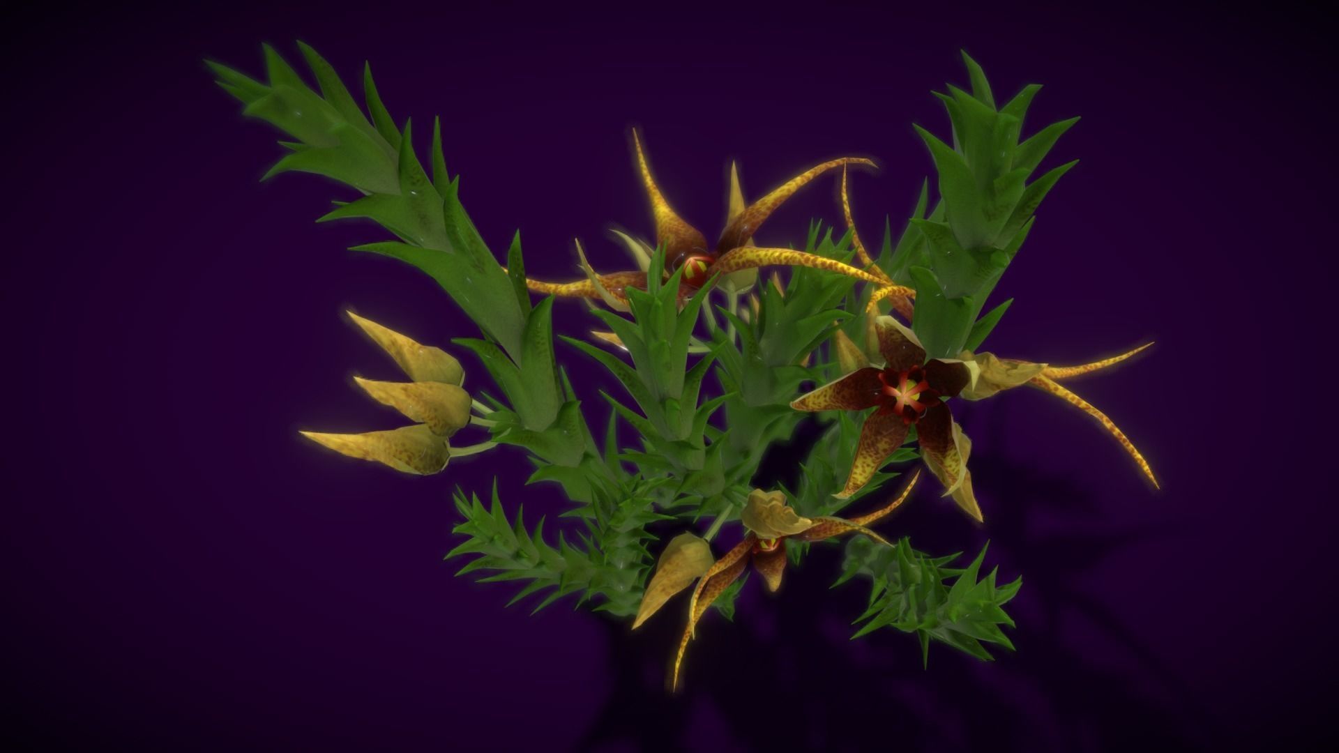 Flower Orbea caudata Low-poly 3D model_12