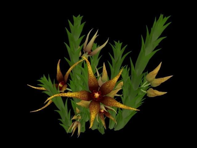 Flower Orbea caudata Low-poly 3D model_3