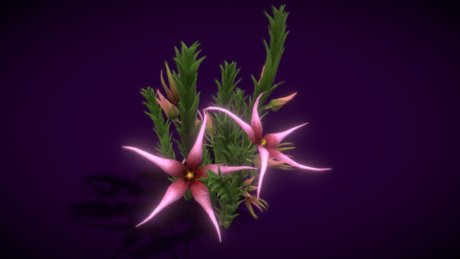 Flower Orbea caudata Low-poly 3D model_9