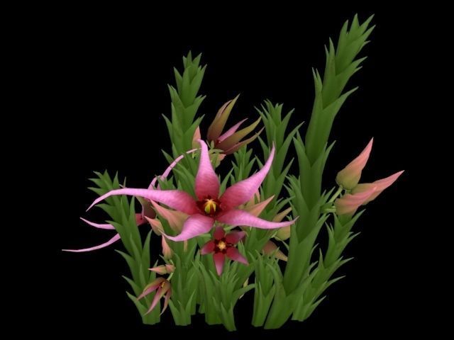 Flower Orbea caudata Low-poly 3D model_5