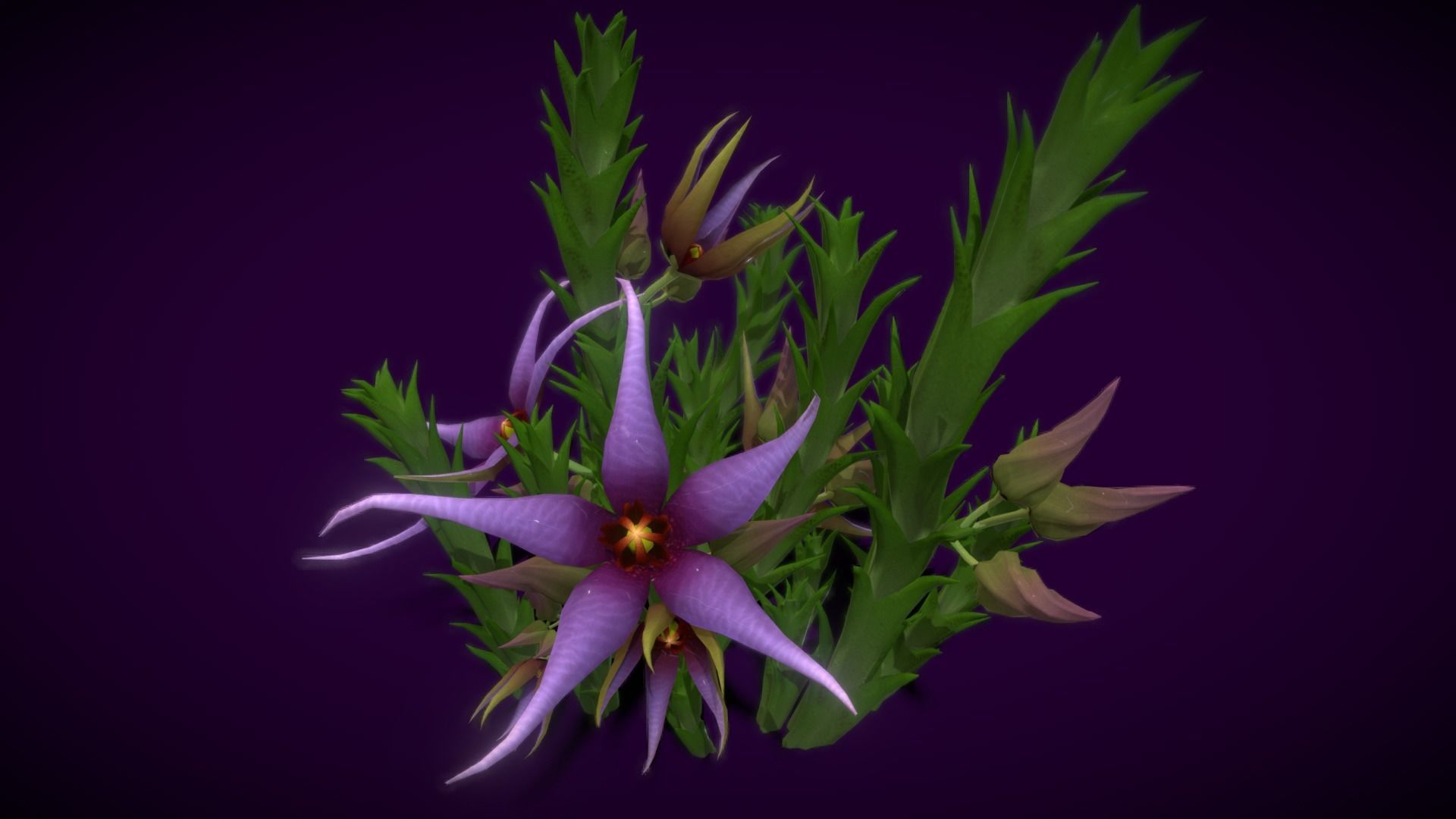 Flower Orbea caudata Low-poly 3D model_8