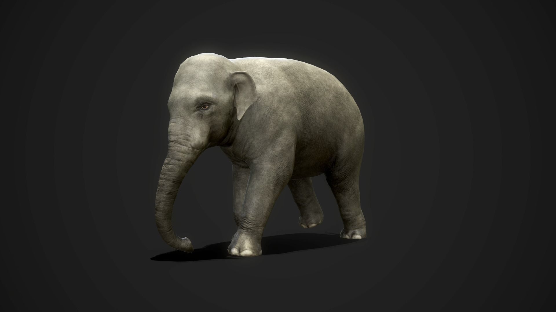 Asian Elephants - GameReady Low-poly 3D model_8
