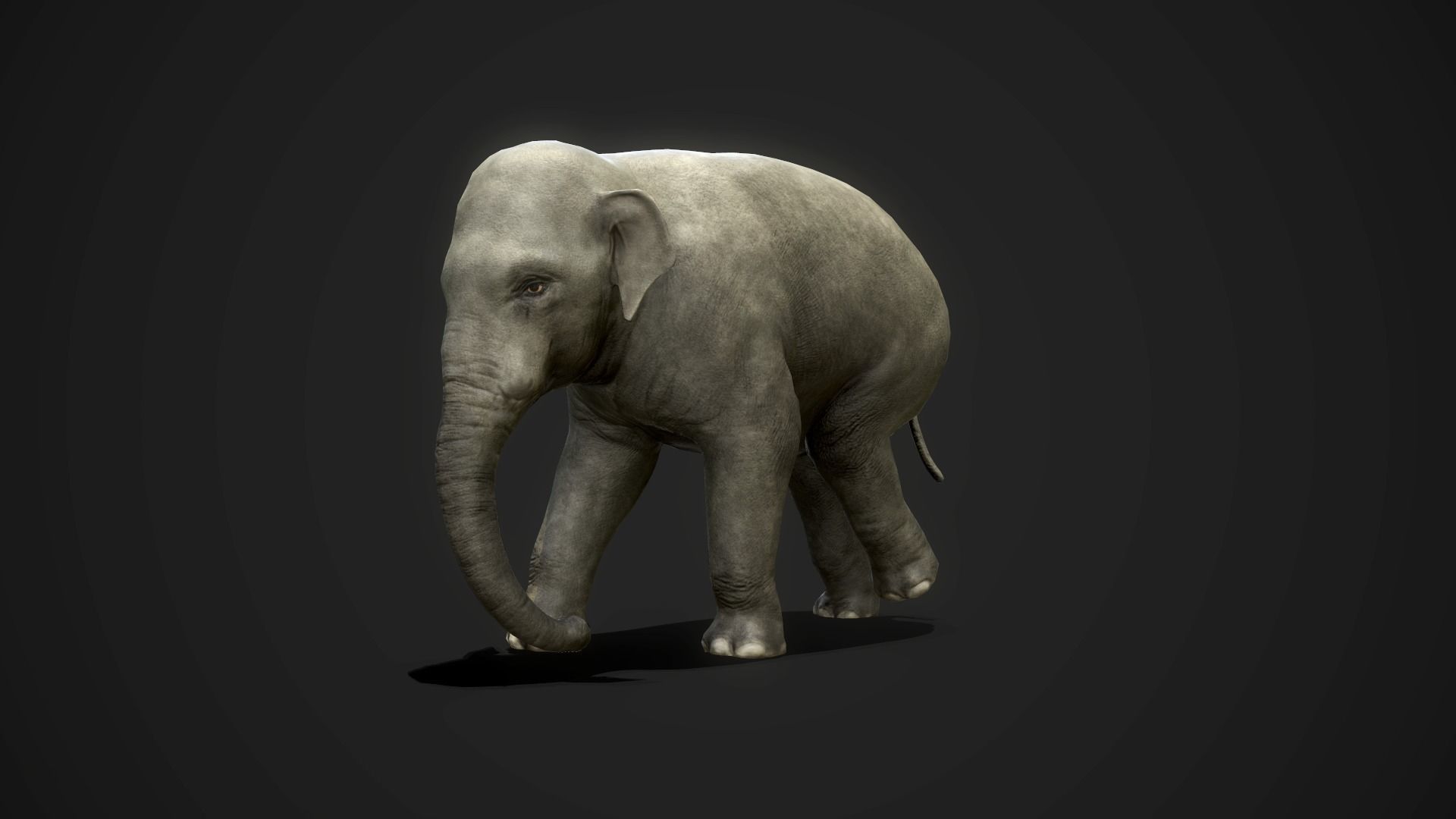 Asian Elephants - GameReady Low-poly 3D model_3