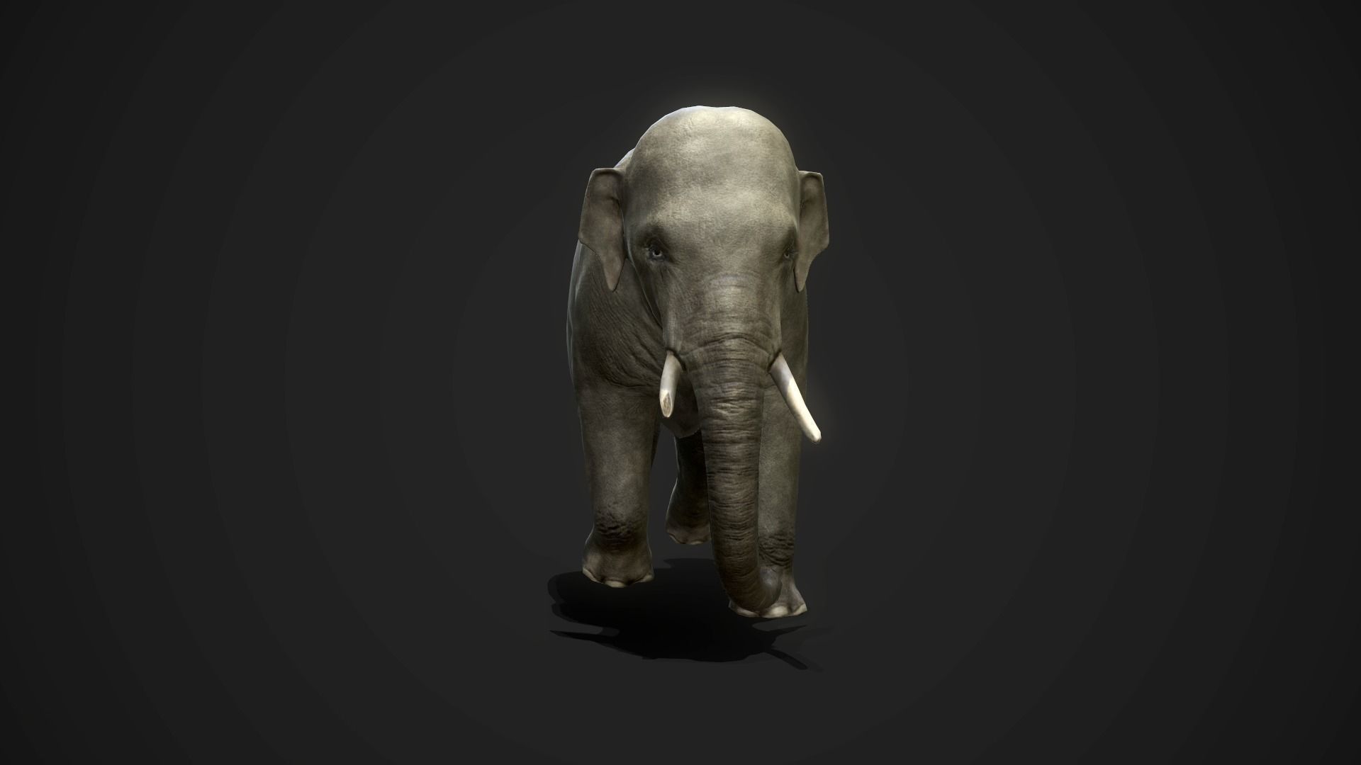 Asian Elephants - GameReady Low-poly 3D model_4