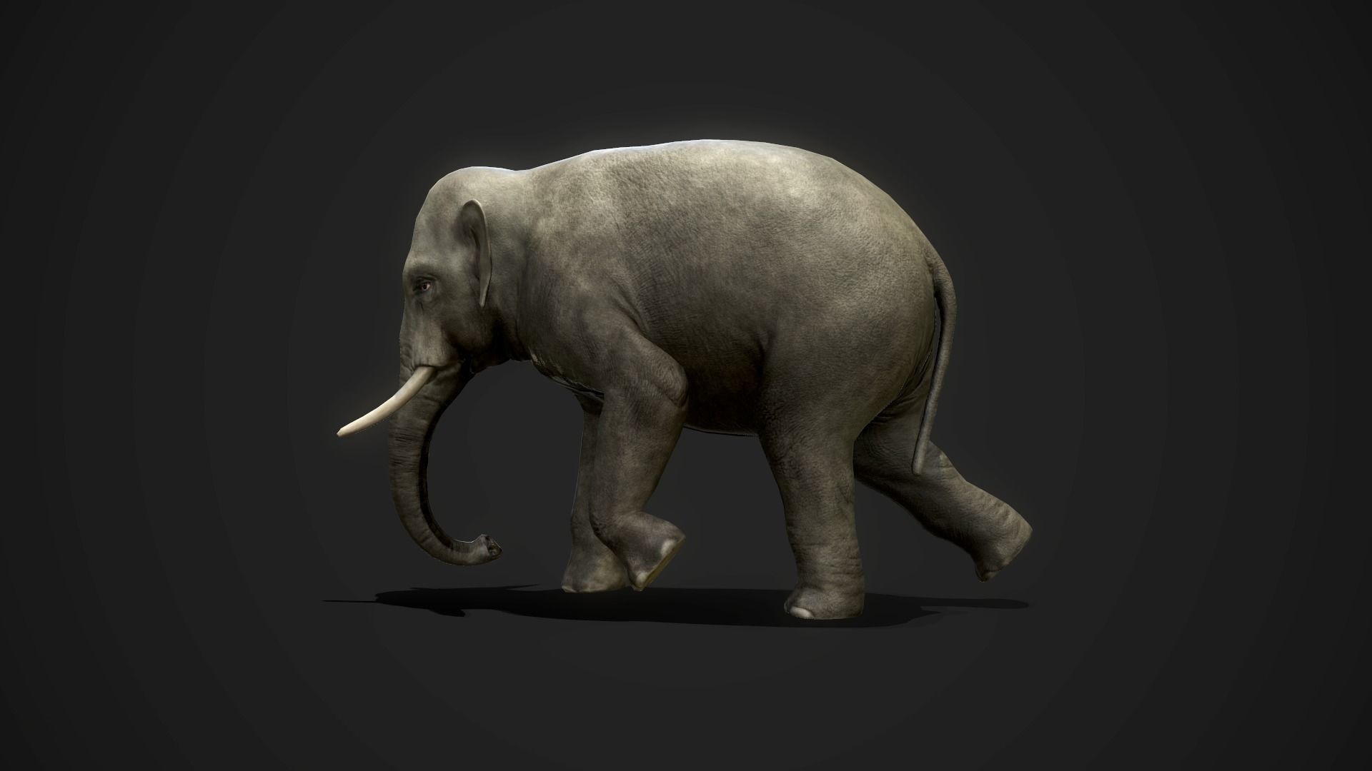 Asian Elephants - GameReady Low-poly 3D model_9