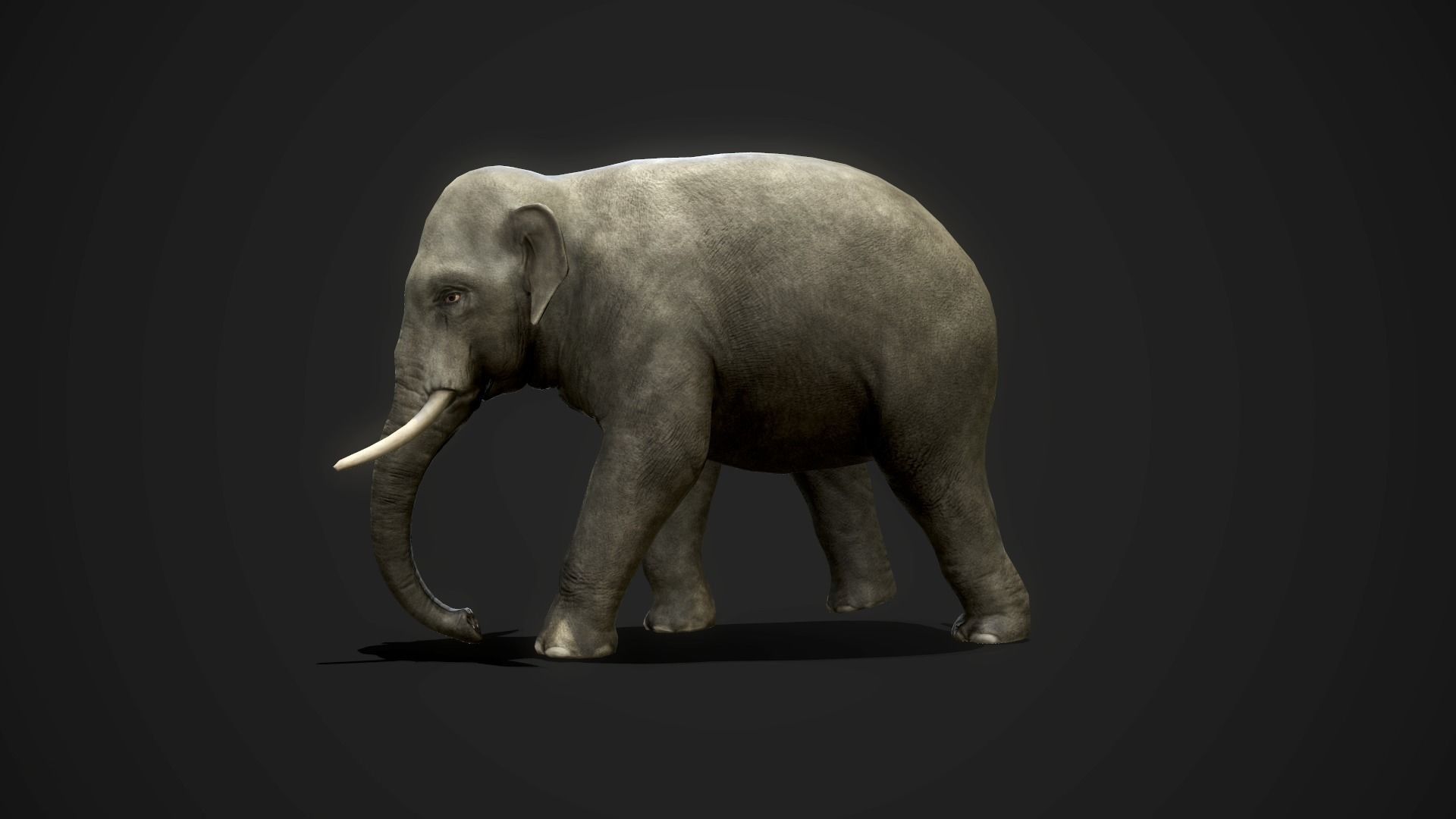 Asian Elephants - GameReady Low-poly 3D model_10