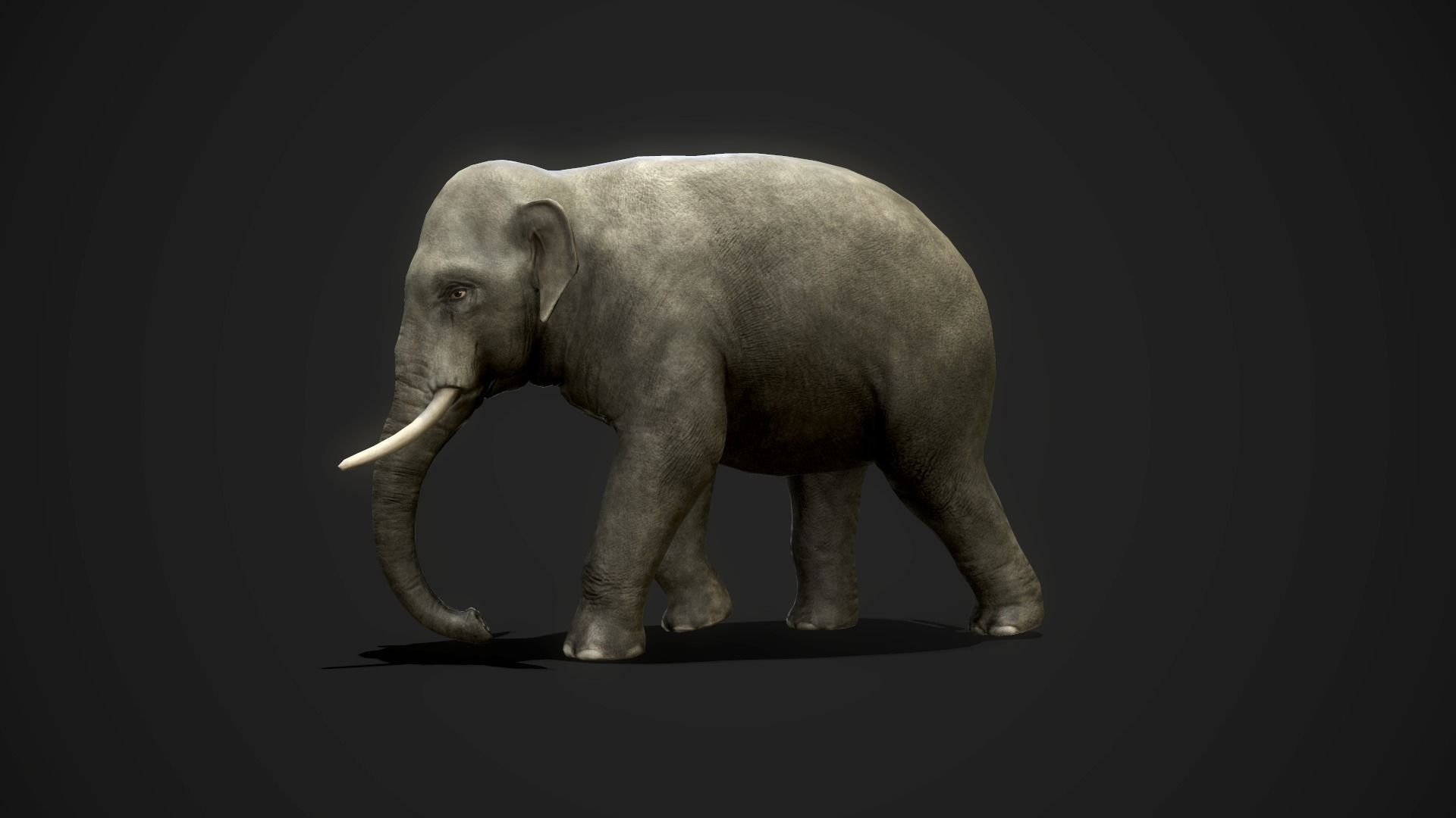 Asian Elephants - GameReady Low-poly 3D model_7