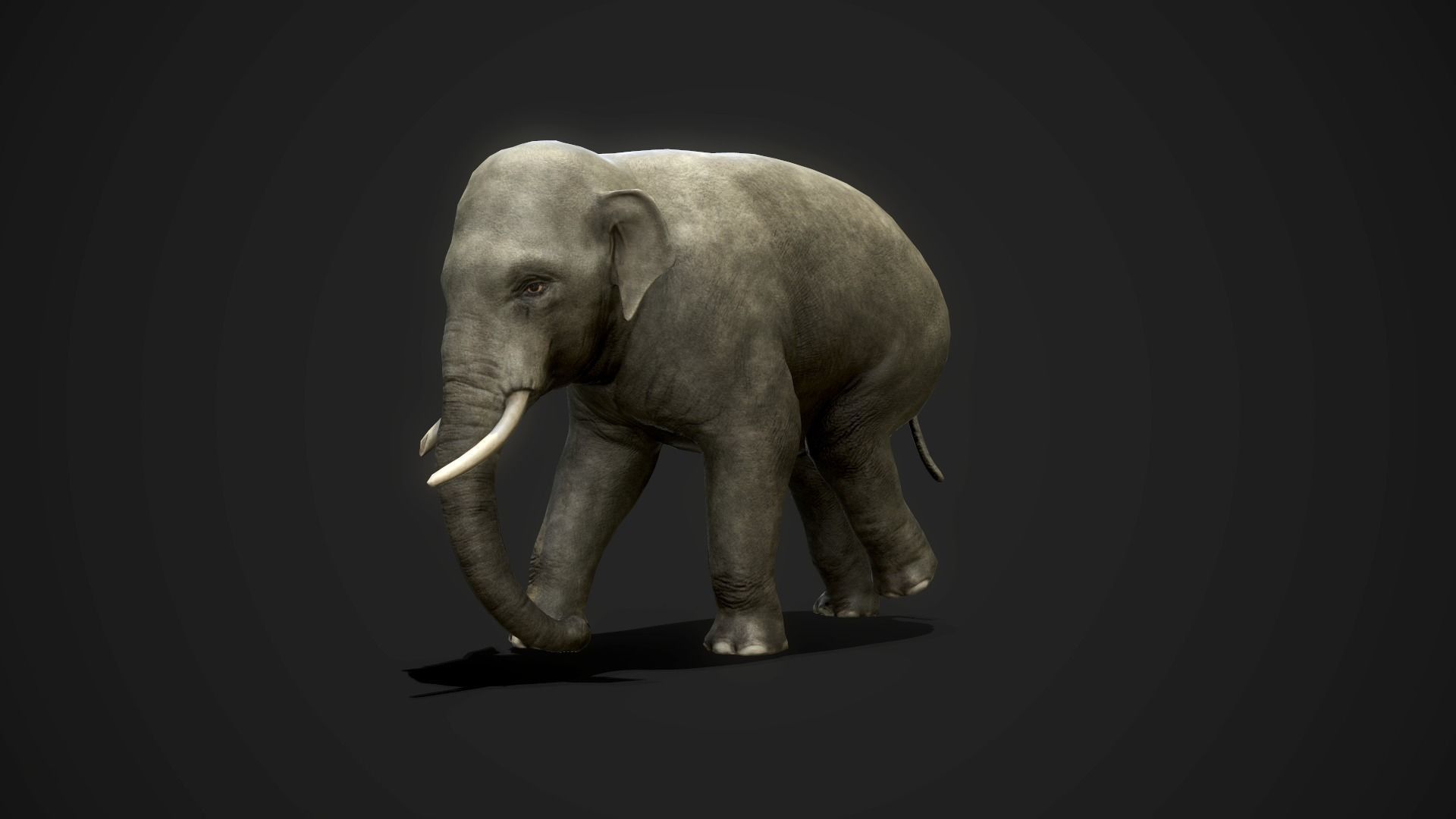 Asian Elephants - GameReady Low-poly 3D model_2
