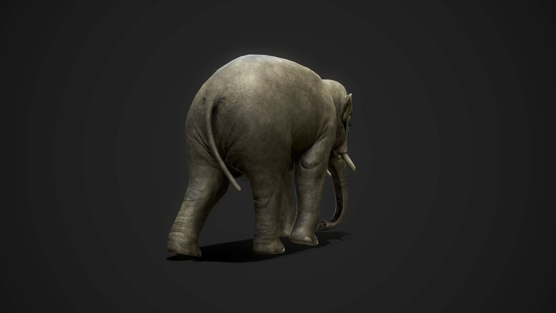 Asian Elephants - GameReady Low-poly 3D model_6