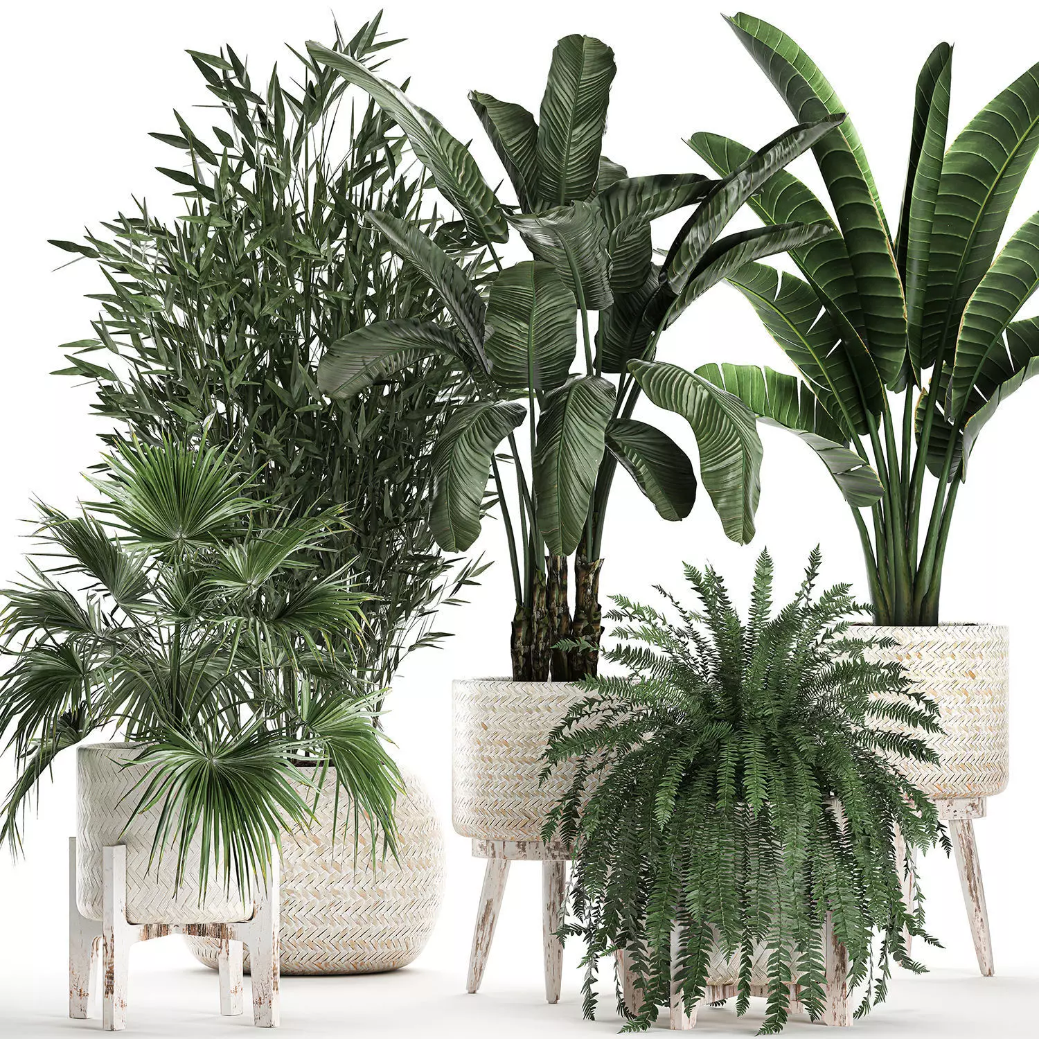 Houseplants in a white baskets rattan for the interior 790 3D model