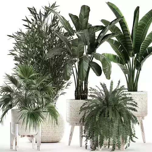 Houseplants in a white baskets rattan for the interior 790