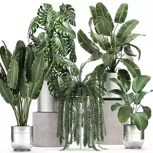 Ornamental plants in a chrome flowerpot 791