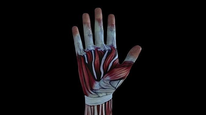 HAND-020 Right Hand Low-poly 3D model