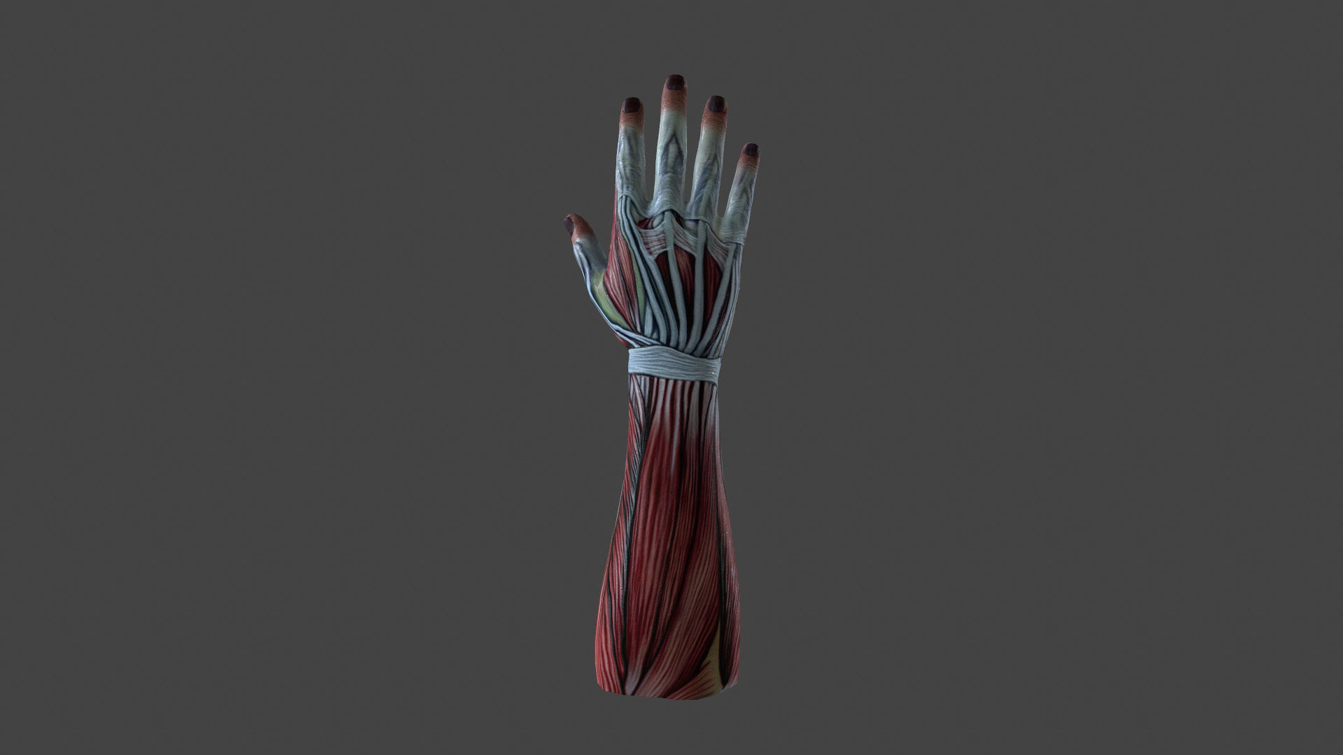 HAND-020 Right Hand Low-poly 3D model_4