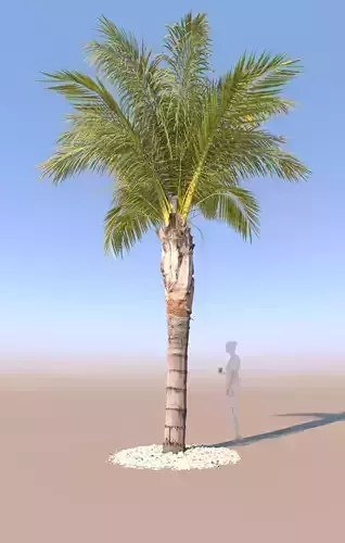 queen palm mid size A 3D model