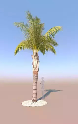 queen palm mid-size B 3D model