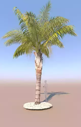 queen palm mid size  C 3D model