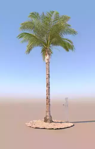 queen palm mature C 3D model