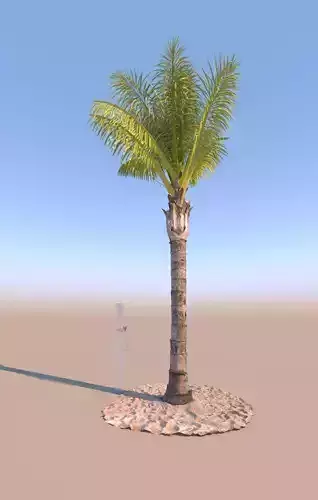 queen palm mature D 3D model